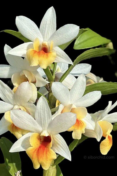 Dendrobium Christy Dawn