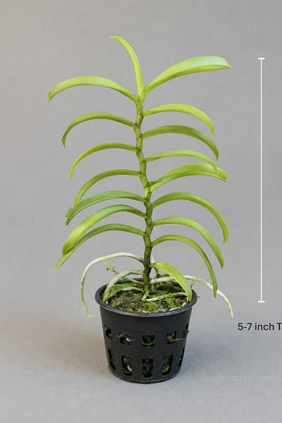 Smitinandia micrantha (1 Cutting, 5–7 Inch)