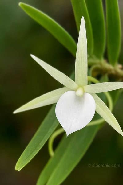 Angraecum didieri