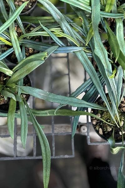 Microsorum thailandicum Blue Oil Fern