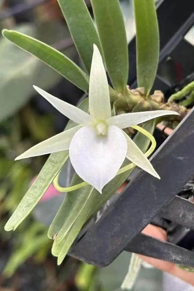 Angraecum didieri for sale siborchid white orchid