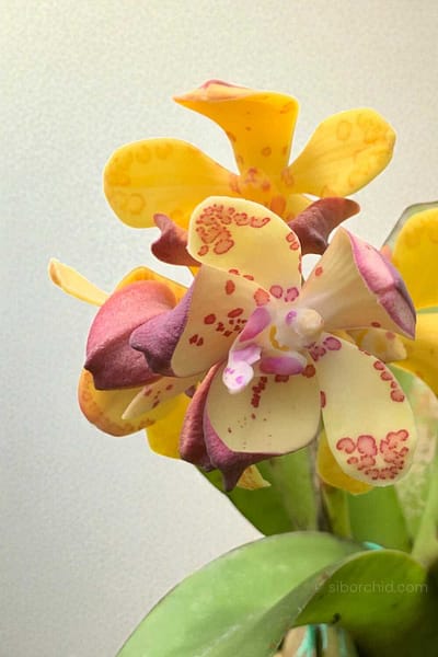 Vandopsis gigantea (Near Bloom Size)