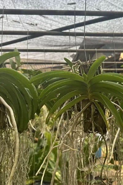 Rhynchostylis coelestis var. pink