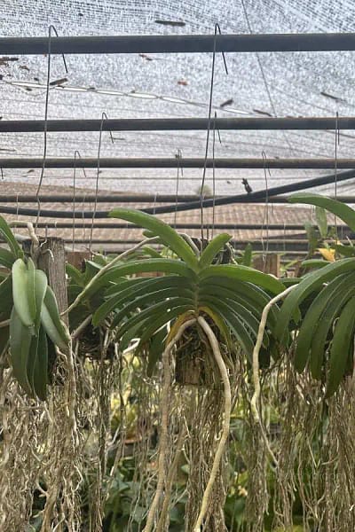 Rhynchostylis coelestis var. pink