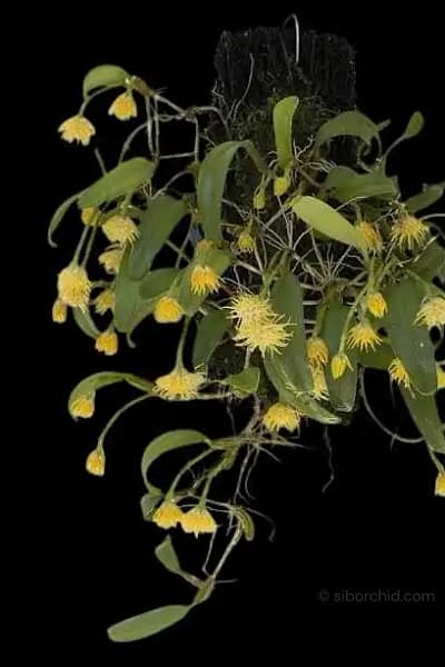 Bulbophyllum odoratissimum