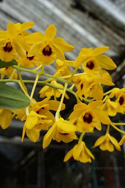 _Dendrobium_chrysotoxum