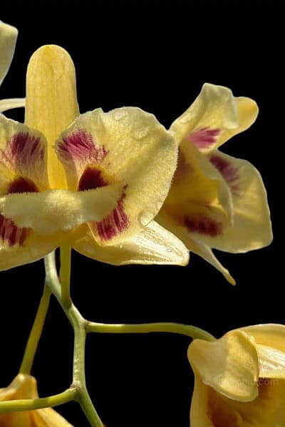 Dendrobium_gatton_sunray