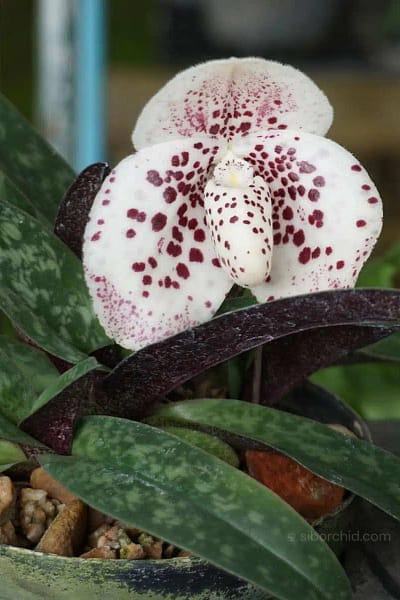Paphiopedilum bellatulum