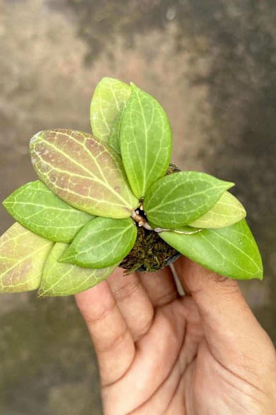 Hoya camphorifolia