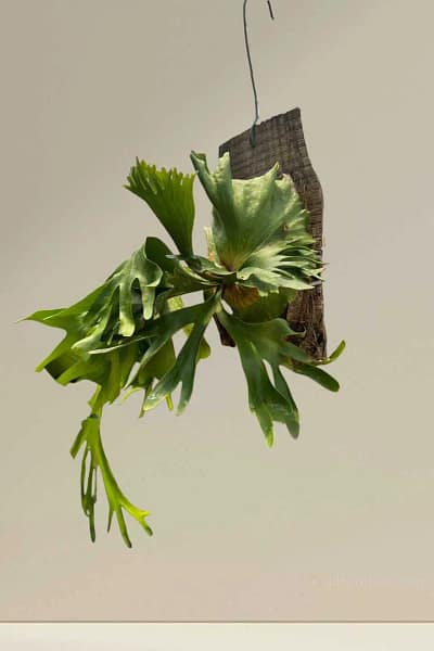 P.Coronarium thin thin