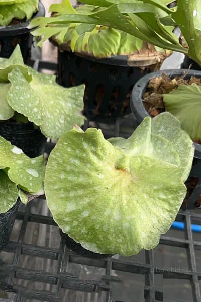 Platycerium Dowboy