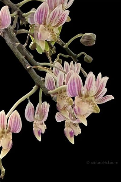 Kingidium minus Phalaenopsis finleyi
