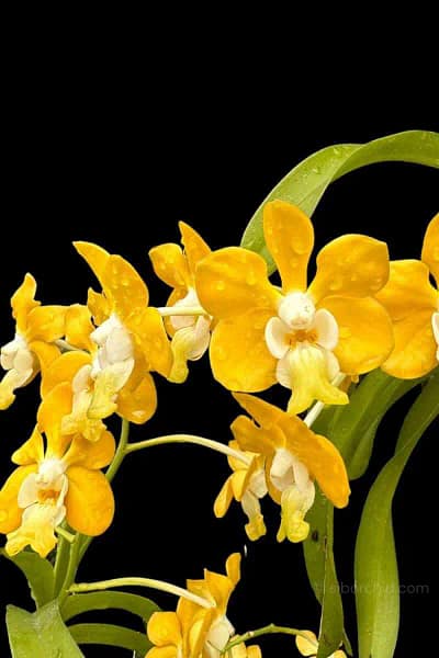 Vanda_denisoniana
