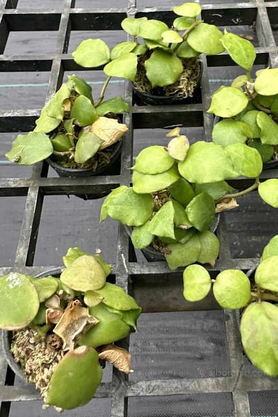 Hoya endauensis