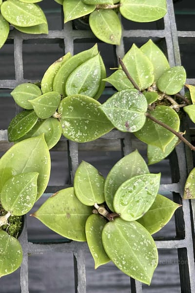 Hoya parasitica heart leaves splash