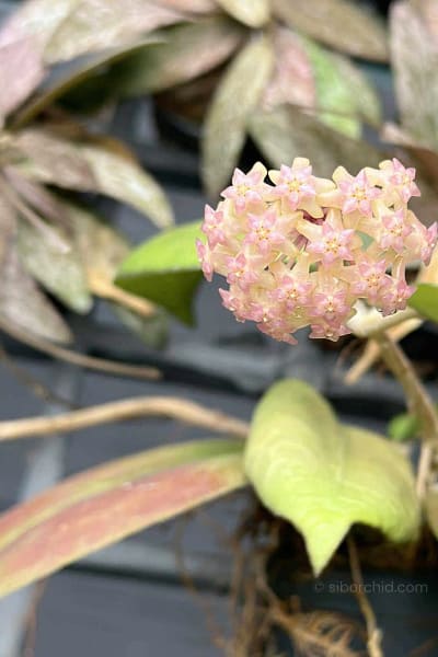Hoya vitellina splash