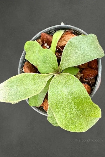 Platycerium Veitchii Willinckii Silvery Dwarf