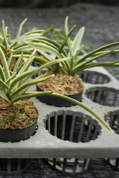 Vanda falcata variegated (Neofinetia falcata)