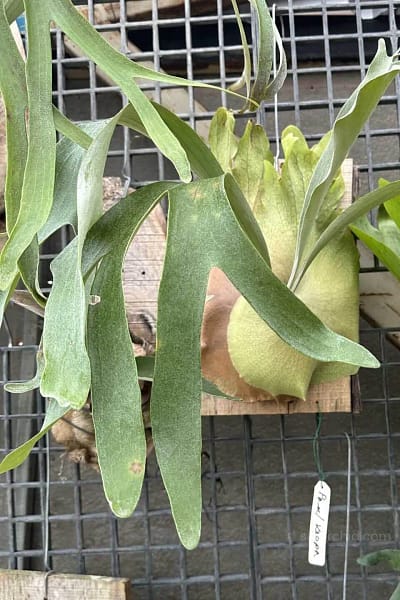 Shop Platycerium holtumii