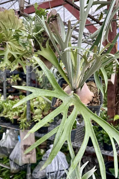 Platycerium Pumilum
