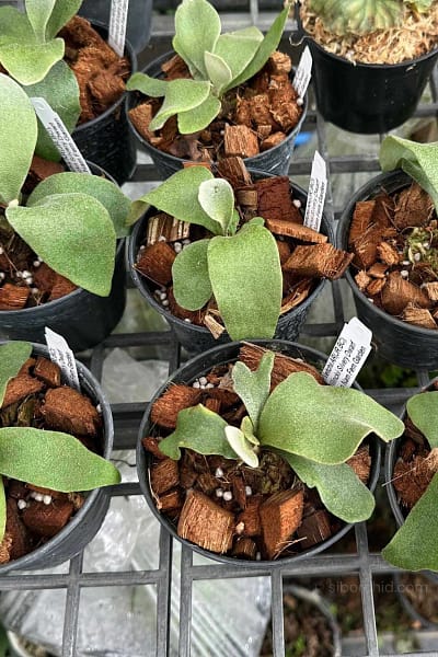 Platycerium Veitchii Willinckii Silvery Dwarf