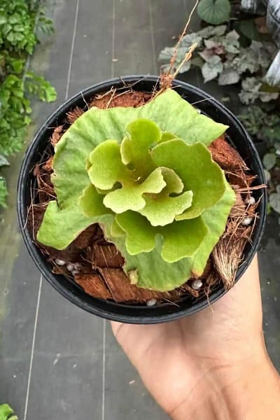Platycerium ridleyi slver dwarf