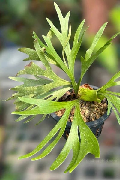 Platycerium Kitshakood