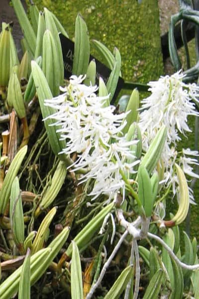 Dendrobium wassellii