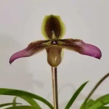 Paphiopedilum hirsutissimum
