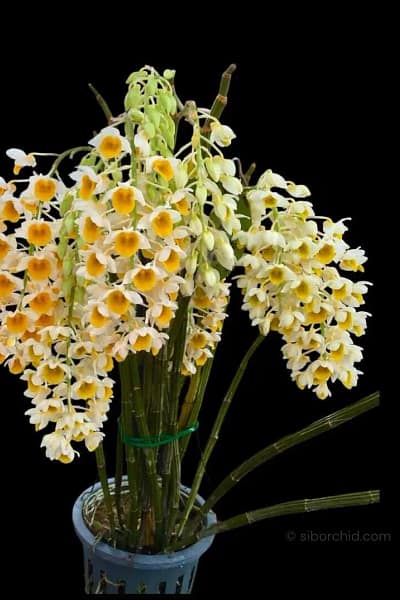 Dendrobium thyrsiflorum – Blooming Size
