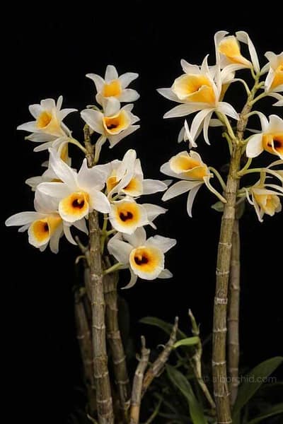 Dendrobium bensoniae