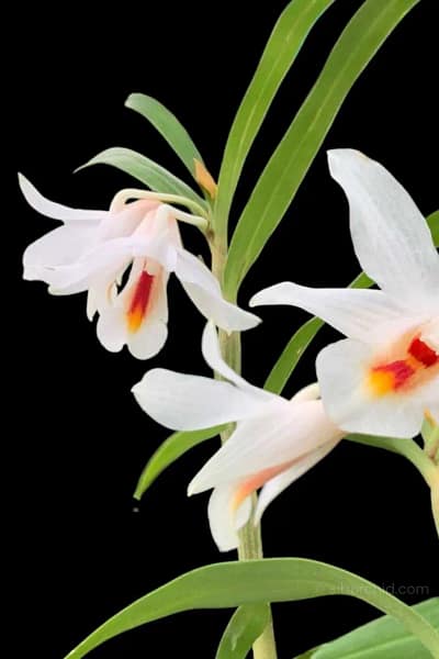 Dendrobium fuerstenbergianum