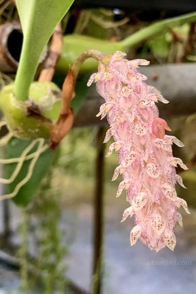 Bulbophyllum lilacinum