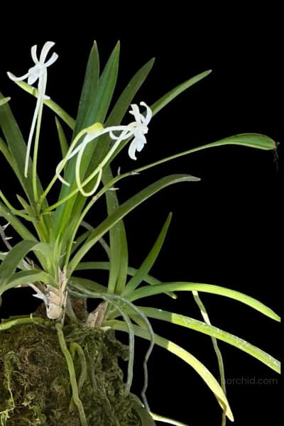 Vanda falcata (Neofinetia falcata) – Small Size