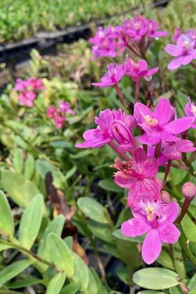 Epidendrum Hybrids Dark Pink