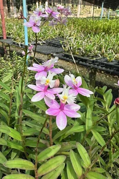 Epidendrum Wedding Valley,