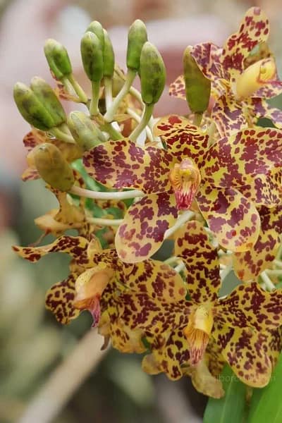 Grammatophyllum