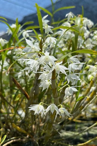 Dendrobium hercoglossum alba