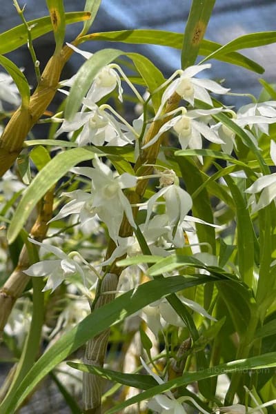 Dendrobium hercoglossum alba