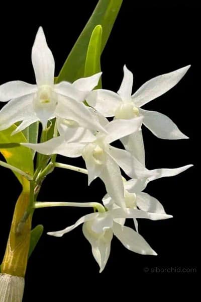 Dendrobium hercoglossum alba