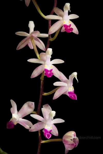 Stereochilus pachyphyllus