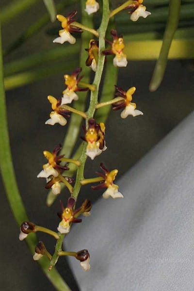 cleisostoma fuerstenbergianum