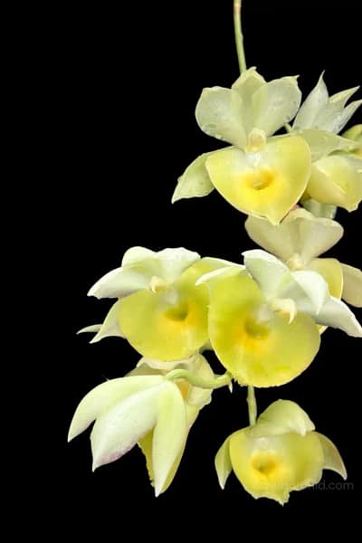 Catasetum pileatum