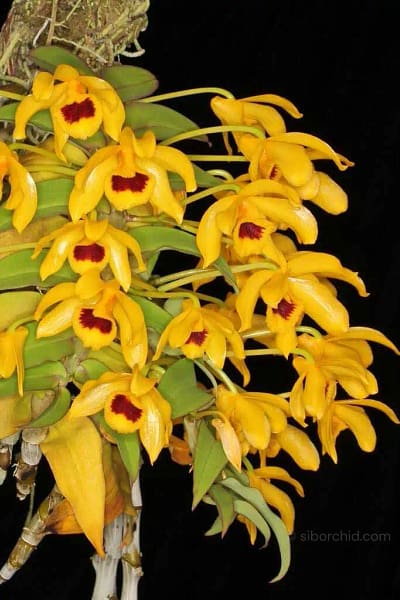 Dendrobium ochreatum