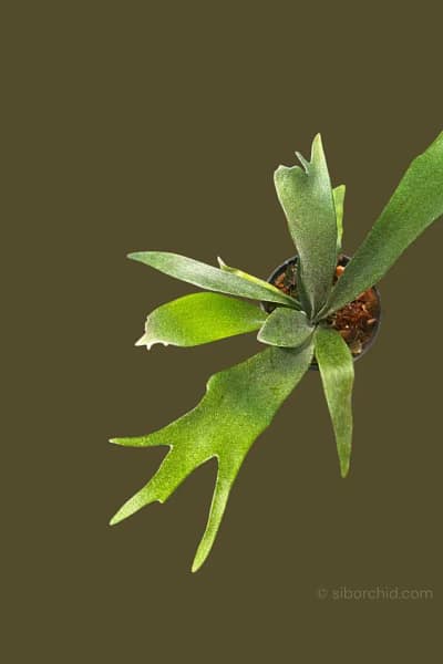 Platycerium veitchii wild P. Rydeen sporeling