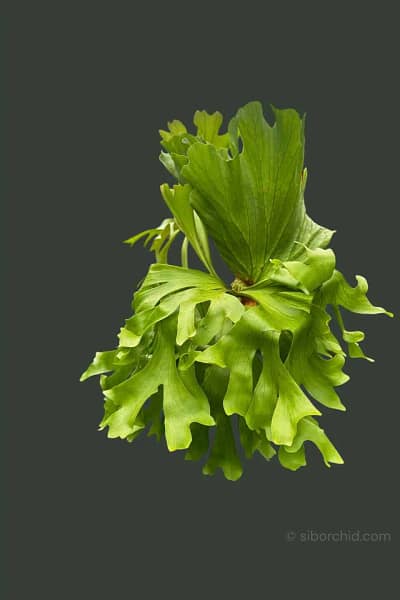 Platycerium Kitshakood “Wide Form”