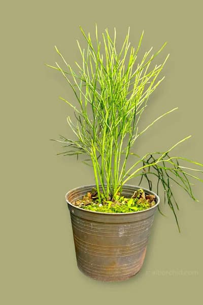 Psilotum nudum – Whisk Fern