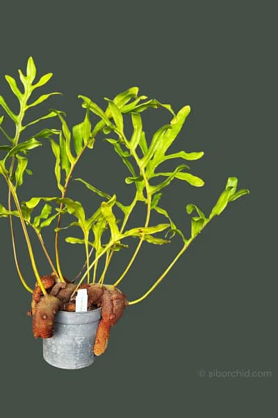 Lecanopteris sp. – Ant Fern