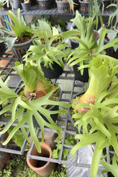 Platycerium Coronarium Philippine