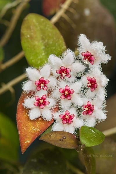 Hoya caudata var.sumatra